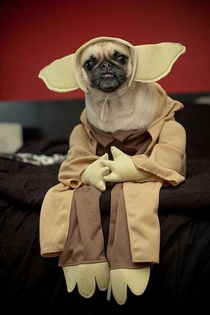 36 best Pugs in uniform images on Pinterest | Animals, Pug love and Puppies