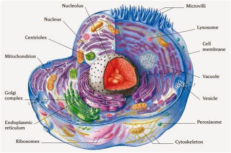 Cell ~ Nursing