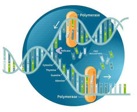 DNA Replication | AncestryDNA® Learning Hub