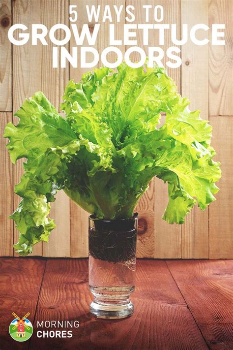 5 Proven Ways to Growing Lettuce Indoors & in Containers Year Round ...