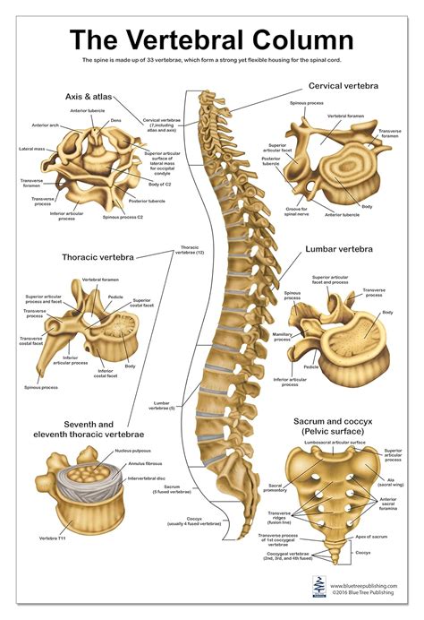 Vertebral Column Atlas