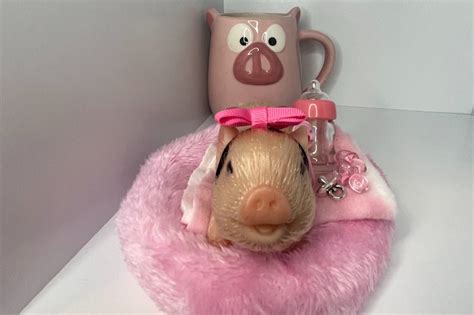 Silicone Teacup Pig Adoption Package - Etsy