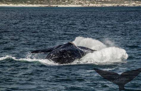 Whale watching excursion from Gansbaai