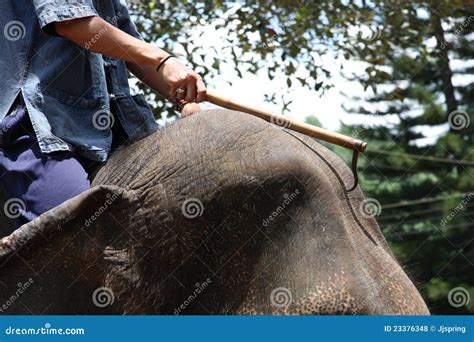 Elephant ride in Thailand stock photo. Image of asian - 23376348