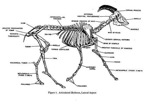 Goat skeleton | Veterinary humor, Animal science, Vet medicine