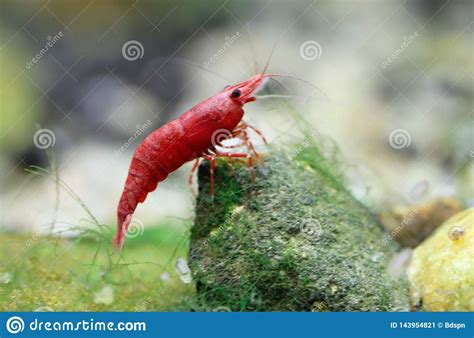 Red cherry shrimp stock image. Image of aquatic, neocardina - 143954821