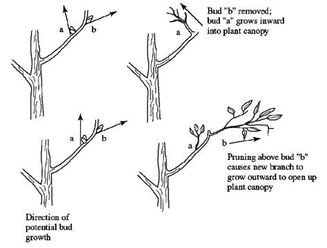 How to Prune Shrubs: Pruning 101 | ShrubHub