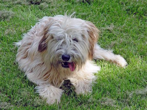 Soft Coated Wheaten Terrier » Info, Pictures, & More