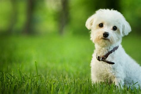 Top 10 Small Dog Breeds | petMD | petMD