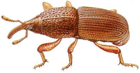 Agriculture Technology Avenue: Maize weevils