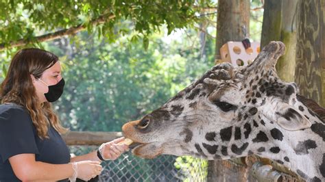 Brevard Zoo needs donations to keep its residents healthy and fed