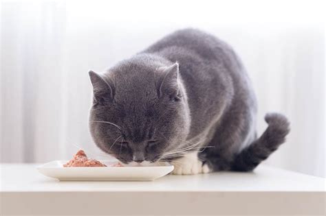 8 Best Cat Foods for Kidney Disease in 2024 - Reviews & Top Picks - Catster