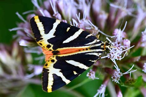 Schmetterlinge - bedrohte bunte Vielfalt - Naturschutzbund Österreich