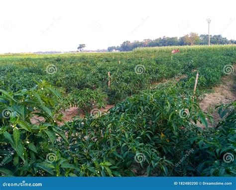 Green Chilli Cultivation by Our Farmer at West Bengal, India. Stock ...