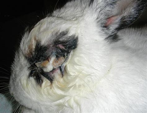 INSIGHT INTO RABBIT EYE DISEASES | Vet Times