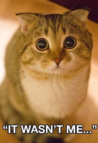 Meme - Tabby with wide eyes "It Wasn't Me..." Source: KittyFlix (Fb ...