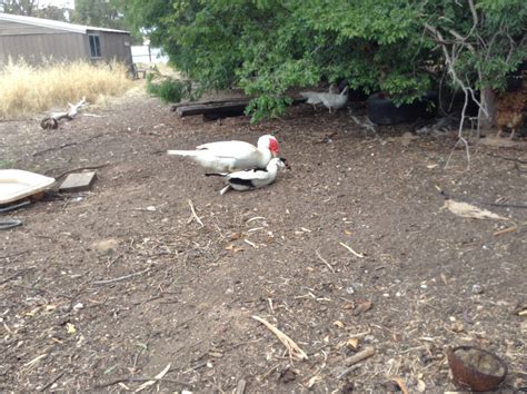 My drake mating with a duck! | BackYard Chickens - Learn How to Raise Chickens