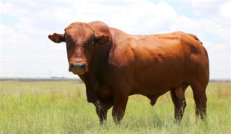 African Cattle Breeds - Farmhouse Guide