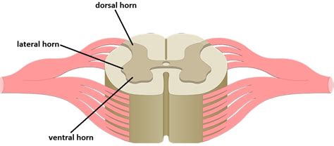 Spinal Cord Horns