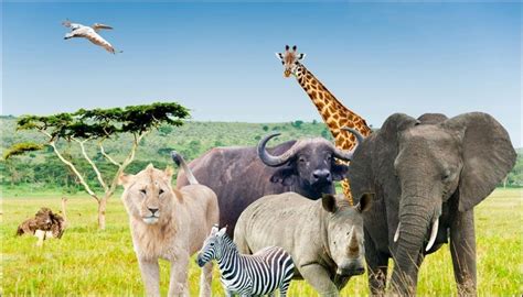 Is an African Safari Safe? Facts You Must Know! | TripsPoint