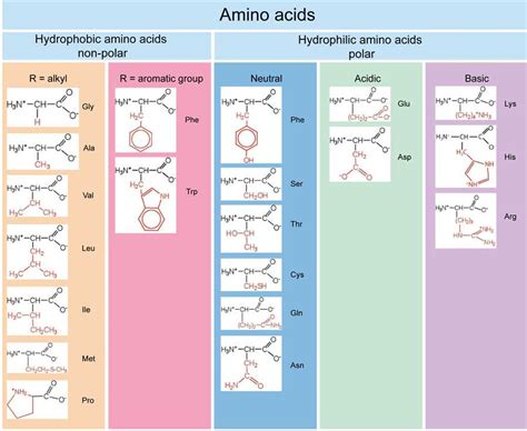 Amino Acid Polarity Chart