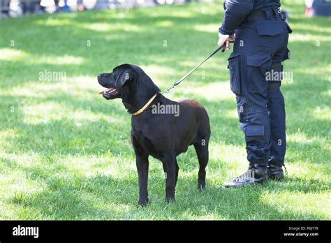 Labrador retriever sniffing police hi-res stock photography and images ...