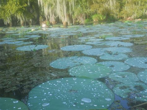 Louisiana Swamp Tours: The Best Swamp Tour In Louisiana