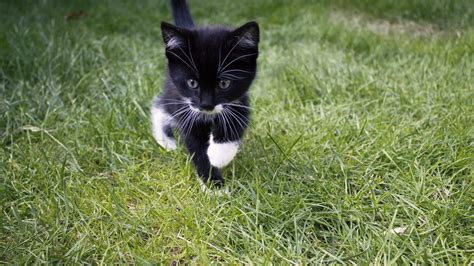 Cute Black Kitten Cat On Green Grass 4K HD Animals Wallpapers | HD Wallpapers | ID #37219