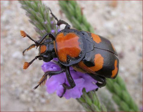 American Burying Beetle Loses Endangered Status Despite Major Threats From Oil Development ...