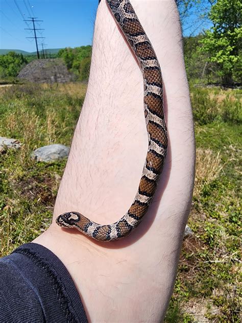 Found this Eastern Milk Snake while herping today. : r/snakes