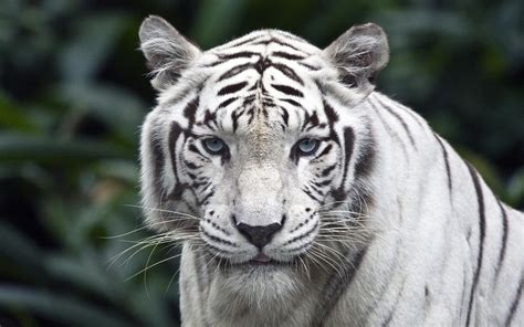 Black and White Tiger Wallpaper (60+ images)