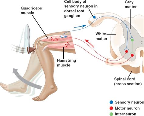 Knee Jerk Reflex Diagram - Wiring Diagram Pictures