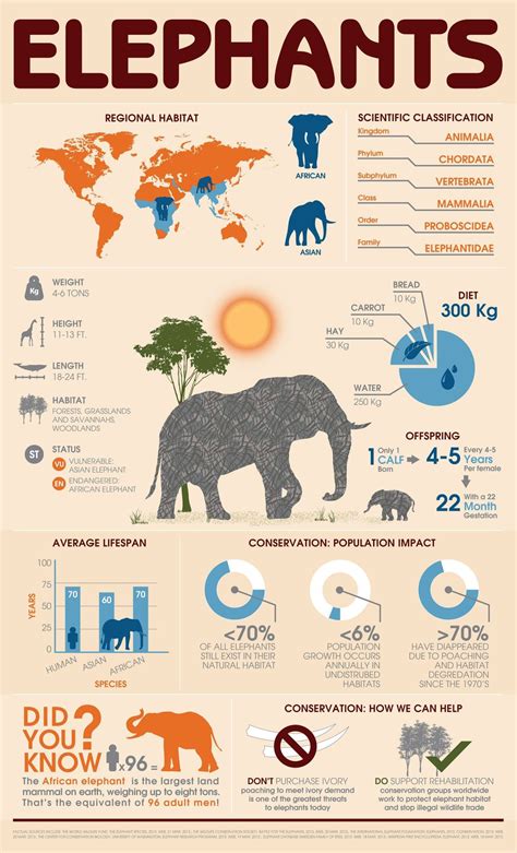 robyns.world | Elephant facts, Elephant, Animal infographic