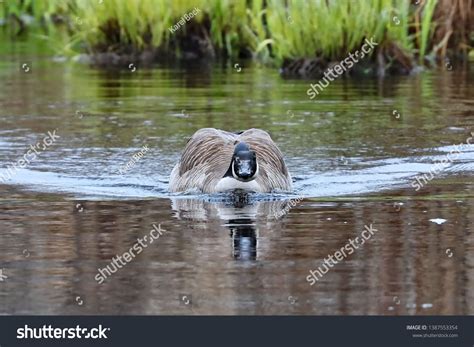 Male Canada Goose Defending Nesting Area Stock Photo (Edit Now) 1387553354