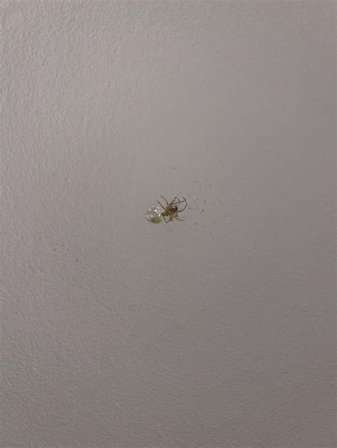 Brown recluse? : r/whatisthisspider