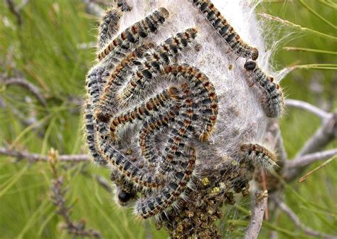 Life in Culebrón: Pine processionary caterpillars