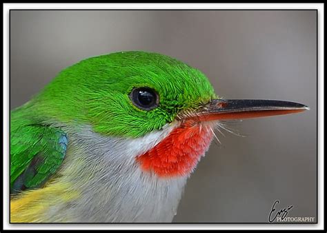 San Pedrito -Todus mexicanus - Endémico de Puerto Rico | Flickr