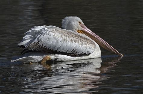 American White Pelican | San Diego Bird Spot