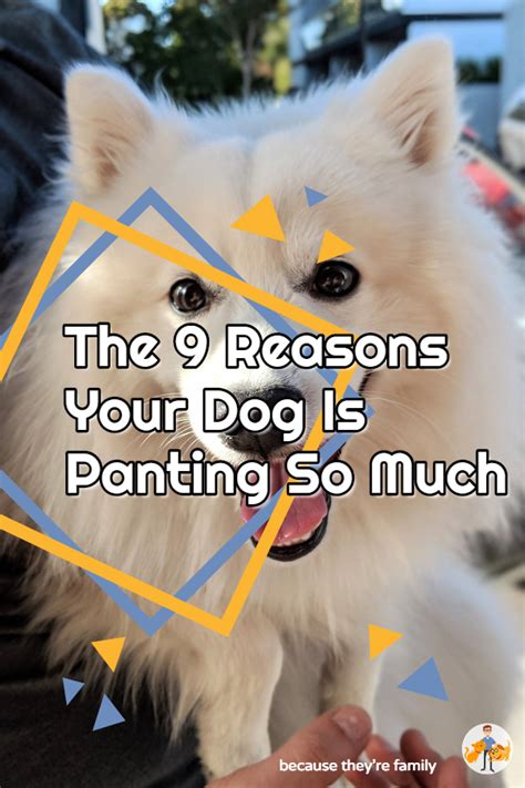 The 9 Reasons Your Dog is Panting So Much — Our Pet's Health