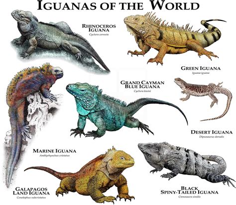 Iguanas of the World Poster Print | Etsy