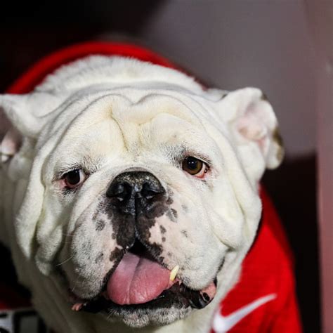 Adorable Uga Bulldog Dog House - l2sanpiero