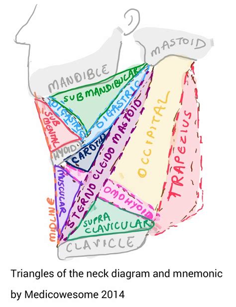 medicowesome: “ Hello! This post focuses only on boundaries of various triangles in the neck ...