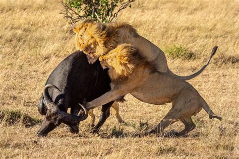 Watch this short video to see the horrifying scene of a lion being repeatedly аttасked by a ...