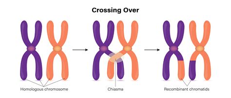 Siblings Don't Always Share 50 Percent Of Their Genes | IFLScience