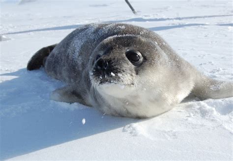 Ross Seal – "OCEAN TREASURES" Memorial Library