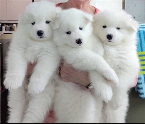 Samoyed Puppies For Sale | Los Angeles, CA #344261