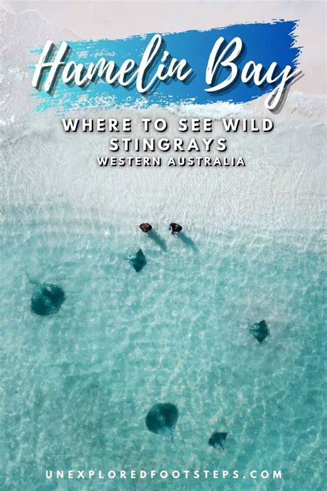 Hamelin Bay Stingrays - When and where to see the stingrays