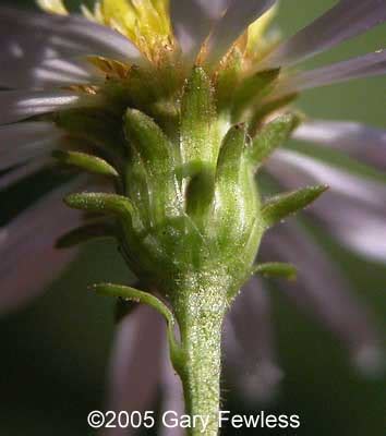 Vascular Plants of Wisconsin: Aster prenanthoides, crooked aster