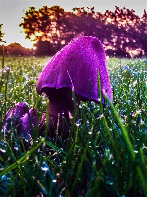 Fungi. | G.D63 | Flickr