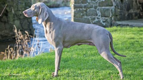 Weimaraner Dog & Puppy Training 1-2-1 Home Visits in Yorkshire